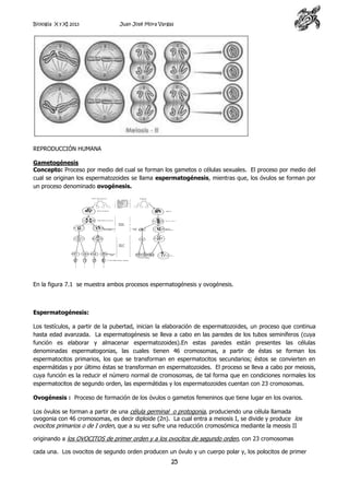 Biología X y XI 2013

Juan José Mora Vargas

REPRODUCCIÓN HUMANA
Gametogénesis
Concepto: Proceso por medio del cual se forman los gametos o células sexuales. El proceso por medio del
cual se originan los espermatozoides se llama espermatogénesis, mientras que, los óvulos se forman por
un proceso denominado ovogénesis.

En la figura 7.1 se muestra ambos procesos espermatogénesis y ovogénesis.

Espermatogénesis:
Los testículos, a partir de la pubertad, inician la elaboración de espermatozoides, un proceso que continua
hasta edad avanzada. La espermatogénesis se lleva a cabo en las paredes de los tubos seminíferos (cuya
función es elaborar y almacenar espermatozoides).En estas paredes están presentes las células
denominadas espermatogonias, las cuales tienen 46 cromosomas, a partir de éstas se forman los
espermatocitos primarios, los que se transforman en espermatocitos secundarios; éstos se convierten en
espermátidas y por último éstas se transforman en espermatozoides. El proceso se lleva a cabo por meiosis,
cuya función es la reducir el número normal de cromosomas, de tal forma que en condiciones normales los
espermatocitos de segundo orden, las espermátidas y los espermatozoides cuentan con 23 cromosomas.
Ovogénesis : Proceso de formación de los óvulos o gametos femeninos que tiene lugar en los ovarios.
Los óvulos se forman a partir de una célula germinal o protogonia, produciendo una célula llamada
ovogonia con 46 cromosomas, es decir diploide (2n). La cual entra a meiosis I, se divide y produce los
ovocitos primarios o de I orden, que a su vez sufre una reducción cromosómica mediante la meosis II
originando a los OVOCITOS de primer orden y a los ovocitos de segundo orden, con 23 cromosomas
cada una. Los ovocitos de segundo orden producen un óvulo y un cuerpo polar y, los polocitos de primer

25

 