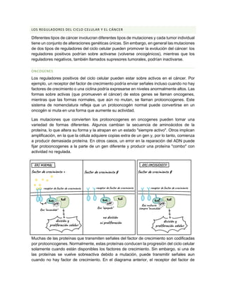 LOS REGULADORES DEL CICLO CELULAR Y EL CÁNCER
Diferentes tipos de cáncer involucran diferentes tipos de mutaciones y cada tumor individual
tiene un conjunto de alteraciones genéticas únicas. Sin embargo, en general las mutaciones
de dos tipos de reguladores del ciclo celular pueden promover la evolución del cáncer: los
reguladores positivos podrían sobre activarse (volverse oncogénicos), mientras que los
reguladores negativos, también llamados supresores tumorales, podrían inactivarse.
ONCOGENES
Los reguladores positivos del ciclo celular pueden estar sobre activos en el cáncer. Por
ejemplo, un receptor del factor de crecimiento podría enviar señales incluso cuando no hay
factores de crecimiento o una ciclina podría expresarse en niveles anormalmente altos. Las
formas sobre activas (que promueven el cáncer) de estos genes se llaman oncogenes,
mientras que las formas normales, que aún no mutan, se llaman protooncogenes. Este
sistema de nomenclatura refleja que un protooncogén normal puede convertirse en un
oncogén si muta en una forma que aumente su actividad.
Las mutaciones que convierten los protooncogenes en oncogenes pueden tomar una
variedad de formas diferentes. Algunos cambian la secuencia de aminoácidos de la
proteína, lo que altera su forma y la atrapan en un estado "siempre activo". Otros implican
amplificación, en la que la célula adquiere copias extra de un gen y, por lo tanto, comienza
a producir demasiada proteína. En otros casos, un error en la reparación del ADN puede
fijar protooncogenes a la parte de un gen diferente y producir una proteína "combo" con
actividad no regulada.
Muchas de las proteínas que transmiten señales del factor de crecimiento son codificadas
por protooncogenes. Normalmente, estas proteínas conducen la progresión del ciclo celular
solamente cuando están disponibles los factores de crecimiento. Sin embargo, si una de
las proteínas se vuelve sobreactiva debido a mutación, puede transmitir señales aun
cuando no hay factor de crecimiento. En el diagrama anterior, el receptor del factor de
 