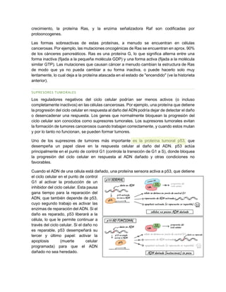 crecimiento, la proteína Ras, y la enzima señalizadora Raf son codificadas por
protooncogenes.
Las formas sobreactivas de estas proteínas, a menudo se encuentran en células
cancerosas. Por ejemplo, las mutaciones oncogénicas de Ras se encuentran en aprox. 90%
de los cánceres pancreáticos. Ras es una proteína G, lo que significa alterna entre una
forma inactiva (fijada a la pequeña molécula GDP) y una forma activa (fijada a la molécula
similar GTP). Las mutaciones que causan cáncer a menudo cambian la estructura de Ras
de modo que ya no pueda cambiar a su forma inactiva, o puede hacerlo solo muy
lentamente, lo cual deja a la proteína atascada en el estado de "encendido" (ve la historieta
anterior).
SUPRESORES TUMORALES
Los reguladores negativos del ciclo celular podrían ser menos activos (o incluso
completamente inactivos) en las células cancerosas. Por ejemplo, una proteína que detiene
la progresión del ciclo celular en respuesta al daño del ADN podría dejar de detectar el daño
o desencadenar una respuesta. Los genes que normalmente bloquean la progresión del
ciclo celular son conocidos como supresores tumorales. Los supresores tumorales evitan
la formación de tumores cancerosos cuando trabajan correctamente, y cuando estos mutan
y por lo tanto no funcionan, se pueden formar tumores.
Uno de los supresores de tumores más importante es la proteína tumoral p53, que
desempeña un papel clave en la respuesta celular al daño del ADN. p53 actúa
principalmente en el punto de control G1 (controla la transición de G1 a S), donde bloquea
la progresión del ciclo celular en respuesta al ADN dañado y otras condiciones no
favorables.
Cuando el ADN de una célula está dañado, una proteína sensora activa a p53, que detiene
el ciclo celular en el punto de control
G1 al activar la producción de un
inhibidor del ciclo celular. Esta pausa
gana tiempo para la reparación del
ADN, que también depende de p53,
cuyo segundo trabajo es activar las
enzimas de reparación del ADN. Si el
daño es reparado, p53 liberará a la
célula, lo que le permite continuar a
través del ciclo celular. Si el daño no
es reparable, p53 desempeñará su
tercer y último papel: activar la
apoptosis (muerte celular
programada) para que el ADN
dañado no sea heredado.
 
