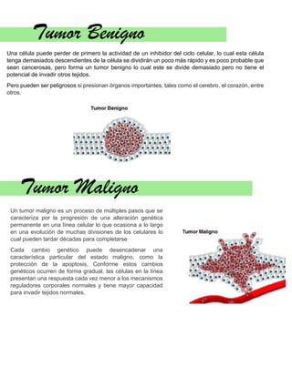 Tumor Benigno
Una célula puede perder de primero la actividad de un inhibidor del ciclo celular, lo cual esta célula
tenga demasiados descendientes de la célula se dividirán un poco más rápido y es poco probable que
sean cancerosas, pero forma un tumor benigno lo cual este se divide demasiado pero no tiene el
potencial de invadir otros tejidos.
Pero pueden ser peligrosos si presionan órganos importantes, tales como el cerebro, el corazón, entre
otros.
Tumor Maligno
Un tumor maligno es un proceso de múltiples pasos que se
caracteriza por la progresión de una alteración genética
permanente en una línea celular lo que ocasiona a lo largo
en una evolución de muchas divisiones de los celulares lo
cual pueden tardar décadas para completarse
Cada cambio genético puede desencadenar una
característica particular del estado maligno, como la
protección de la apoptosis, Conforme estos cambios
genéticos ocurren de forma gradual, las células en la línea
presentan una respuesta cada vez menor a los mecanismos
reguladores corporales normales y tiene mayor capacidad
para invadir tejidos normales.
 