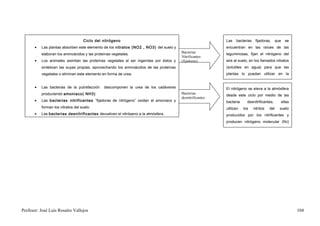 Ciclo del nitrógeno                                                     Las   bacterias    fijadoras,      que     se
       •   Las plantas absorben este elemento de los nitratos (NO2 , NO3) del suelo y                       encuentran en las raíces de las
           elaboran los aminoácidos y las proteínas vegetales.                           Bacterias          leguminosas, fijan el nitrógeno del
                                                                                         Nitrificantes
       •   Los animales asimilan las proteínas vegetales al ser ingeridas por éstos y    (fijadoras)        aire al suelo, en los llamados nitratos
           sintetizan las suyas propias, aprovechando los aminoácidos de las proteínas                      (solubles en agua) para que las
           vegetales o eliminan este elemento en forma de urea.                                             plantas lo puedan utilizar en la
                                                                                                            fabricación de sus propias proteínas
       •   Las bacterias de la putrefacción    descomponen la urea de los cadáveres                         El nitrógeno se eleva a la atmósfera
           produciendo amoniaco( NH3)                                                    Bacterias
                                                                                                            desde este ciclo por medio de las
                                                                                         desnitrificantes
       •   Las bacterias nitrificantes “fijadoras de nitrógeno” oxidan el amoniaco y                        bacteria     desnitrificantes,           ellas
           forman los nitratos del suelo.                                                                   utilizan   los    nitritos   del     suelo
       •   Las bacterias desnitrificantes devuelven el nitrógeno a la atmósfera.                            producidos por los nitrificantes y
                                                                                                            producen nitrógeno molecular (N2)
                                                                                                            que retorna a la atmósfera, de donde




Profesor: José Luís Rosales Vallejos                                                                                                                         104
 
