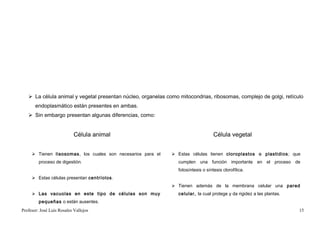  La célula animal y vegetal presentan núcleo, organelas como mitocondrias, ribosomas, complejo de golgi, retículo
       endoplasmático están presentes en ambas.
    Sin embargo presentan algunas diferencias, como:


                            Célula animal                                           Célula vegetal


      Tienen lisosomas, los cuales son necesarios para el     Estas células tienen cloroplastos o plastidios ; que
         proceso de digestión.                                   cumplen una función importante en el proceso de
                                                                 fotosíntesis o síntesis clorofílica.
      Estas células presentan centríolos.
                                                               Tienen además de la membrana celular una pared
      Las vacuolas en este tipo de células son muy              celular, la cual protege y da rigidez a las plantas.
         pequeñas o están ausentes.
Profesor: José Luís Rosales Vallejos                                                                                    15
 