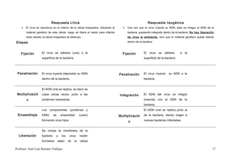 Respuesta Lítica                                                               Respuesta lisogénica
       El virus se reproduce en el interior de la célula hospedera, utilizando el        Una vez que el virus inyecta su ADN, éste se integra al ADN de la
        material genético de esta célula, luego se libera al medio para infectar           bacteria, quedando integrado dentro de la bacteria. No hay liberación
        otras células; la célula hospedera se destruye.                                    de virus al ambiente, sino que el material genético queda latente

Etapas                                                                                     dentro de la bacteria.



    Fijación         El virus se adhiere (une) a la                                    Fijación          El virus se adhiere          a la
                     superficie de la bacteria.                                                          superficie de la bacteria.




 Penetración         El virus inyecta (deposita) su ADN                              Penetración         El virus inyecta    su ADN a la
                     dentro de la bacteria.                                                              bacteria.


                     El ADN viral se replica, es decir se
 Multiplicació       copia varias veces, junto a las                                 Integración         El ADN del virus se integra
        n            proteínas necesarias.                                                               (mezcla) con el ADN de la
                                                                                                         bacteria.
                     Los componentes (proteínas y                                                        El ADN viral se replica junto al
 Ensamblaje          ADN)       se     ensamblan       (unen)                        Multiplicació       de la bacteria, dando origen a
                     formando virus hijos.                                                 n             nuevas bacterias infectadas.


                     Se rompe la membrana de la
  Liberación         bacteria    y     los   virus     recién
                     formados        salen   de   la   célula

Profesor: José Luís Rosales Vallejos                                                                                                                          17
 