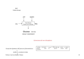H2O
              Fotólisis del agua




                                     ATP            NADPH



                                          Fase Oscura
                    CO2                Ocurre en el estroma     H2O




                                     Glucosa          C6H12O6
                                   (Azúcar “carbohidrato”)




                                                              Estructura de un cloroplasto




                                                                    6 CO2 +      12 H2 O      + clorofila    C6 H12     O6 + 6 O2 + 6 H2 O
Ecuación Química del proceso fotosintético:                        (dióxido          (agua)     luz         (glucosa)       (oxígeno)   (agua)
                                                                   de carbono)


               clorofila   se utilizan en la fase

Profesor: José Luís Rosales Vallejos                                                                                                             26
 