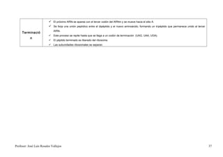  El próximo ARNt se aparea con el tercer codón del ARNm y se mueve hacia el sitio A.
                           Se forja una unión peptídico entre el dipéptido y el nuevo aminoácido, formando un tripéptido que permanece unido al tercer
                             ARNt.
     Terminació
                           Este proceso se repite hasta que se llega a un codón de terminación (UAG, UAA, UGA).
           n
                           El péptido terminado es liberado del ribosoma.
                           Las subunidades ribosomales se separan.




Profesor: José Luís Rosales Vallejos                                                                                                                      37
 