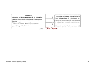 Genómicas
                                                                               *El síndrome de Turnes se produce cuando un
          Se presenta por ganancia o pérdida de un cromosoma .
                                                                               ovario genera óvulos sin el cromosoma “X”,
          Tienen un número distinto de cromosomas al de su especie.
                                                                               cuando éste se combina con un espermatozoide
          Ejemplos:
                                                                               el resultado es un individuo con 45 cromosomas.
          *Síndrome de Klinefelter (presenta 47 cromosomas),
           1 cromosoma más de lo normal.
                                                                               *El   síndrome   de   Klinefelter   contiene   47
          *Síndrome de Turner.
                                                            Tema 7: Ciclo Celular




Profesor: José Luís Rosales Vallejos                                                                                               40
 