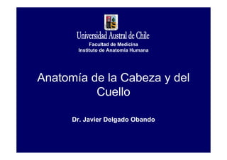 Anatomía de la Cabeza y del
Cuello
Dr. Javier Delgado Obando
Facultad de Medicina
Instituto de Anatomía Humana
 