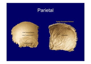 ANATOMÍA DE CABEZA Y CUELLO | PDF