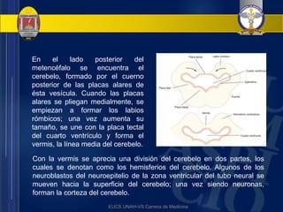 Labios Rombicos RESUMEN CAPITULO 18 ONTOGENIA DE SNELL pptx | PPTX