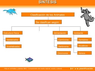 SÍNTESIS Clasificación de los Animales  Estructura física Se clasifican según:  Alimentación Ambiente Vertebrados Invertebrados Carnívoros Herbívoros Terrestres Acuáticos Aéreos Omnìvoros 
