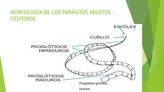 PARASITOLOGIA - Cestodos Intestinales | PPTX