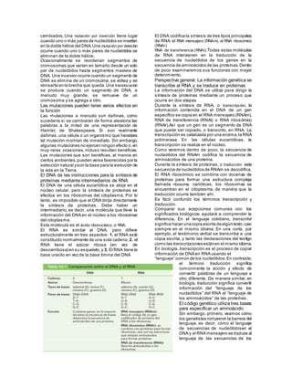 cambiados. Una mutación por inserción tiene lugar
cuando uno o más pares de nucleótidos se insertan
en la doble hélice del DNA.Una mutación por deleción
ocurre cuando uno o más pares de nucleótidos se
eliminan de la doble hélice.
Ocasionalmente se reordenan segmentos de
cromosomas que varían en tamaño desde un solo
par de nucleótidos hasta segmentos masivos de
DNA. Una inversión ocurre cuando un segmento de
DNA se elimina de un cromosoma, se voltea y se
reinserta en la brecha que queda.Una translocación
se produce cuando un segmento de DNA, a
menudo muy grande, se remueve de un
cromosoma y se agrega a otro.
Las mutaciones pueden tener varios efectos en
la función
Las mutaciones a menudo son dañinas, como
sucedería si se cambiaran de forma aleatoria las
palabras a la mitad de una representación de
Hamlet, de Shakespeare. Si son realmente
dañinas, una célula o un organismo que heredara
tal mutación morirían de inmediato. Sin embargo,
algunas mutaciones no ejercen ningún efecto o,en
muy raras ocasiones, incluso resultan benéficas.
Las mutaciones que son benéficas, al menos en
ciertos ambientes,pueden verse favorecidas por la
selección natural yson la base para la evolución de
la vida en la Tierra.
El DNA da las instrucciones para la síntesis de
proteínas mediante intermediarios de RNA
El DNA de una célula eucariótica se aloja en el
núcleo celular, pero la síntesis de proteínas se
efectúa en los ribosomas del citoplasma. Por lo
tanto, es imposible que el DNA dirija directamente
la síntesis de proteínas. Debe haber un
intermediario, es decir, una molécula que lleve la
información del DNA en el núcleo a los ribosomas
del citoplasma.
Esta molécula es el ácido ribonucleico, o RNA.
El RNA es similar al DNA, pero difiere
estructuralmente en tres aspectos: 1. el RNA está
constituido normalmente de una sola cadena; 2. el
RNA tiene el azúcar ribosa (en vez de
desoxirribosa) en su esqueleto,y 3. El RNA tiene la
base uracilo en vez de la base timina del DNA
El DNA codifica la síntesis de tres tipos principales
de RNA: el RNA mensajero (RNAm), el RNA ribosómico
(RNAr)
RNA de transferencia (RNAt).Todas estas moléculas
de RNA intervienen en la traducción de la
secuencia de nucleótidos de los genes en la
secuencia de aminoácidos de las proteínas.Dentro
de poco examinaremos sus funciones con mayor
detenimiento.
Perspectiva general: La información genética se
transcribe al RNA y se traduce en proteínas
La información del DNA se utiliza para dirigir la
síntesis de proteínas mediante un proceso que
ocurre en dos etapas
Durante la síntesis de RNA, o transcripción, la
información contenida en el DNA de un gen
específico se copia en el RNA mensajero (RNAm),
RNA de transferencia (RNAt) o RNA ribosómico
(RNAr).Así que un gen es un segmento de DNA
que puede ser copiado, o transcrito, en RNA. La
transcripción es catalizada por una enzima,la RNA
polimerasa. En las células eucarióticas, la
transcripción se realiza en el núcleo.
Como veremos dentro de poco, la secuencia de
nucleótidos del RNAm codifica la secuencia de
aminoácidos de una proteína.
Durante la síntesis de proteínas, o traducción esta
secuencia de nucleótidos de RNAm se decodifica.
El RNA ribosómico se combina con docenas de
proteínas para formar una estructura compleja
llamada ribosoma. carióticas, los ribosomas se
encuentran en el citoplasma, de manera que la
traducción ocurre también ahí.
Es fácil confundir los términos transcripción y
traducción.
Comparar sus acepciones comunes con los
significados biológicos ayudará a comprender la
diferencia. En el lenguaje cotidiano, transcribir
significa hacer unacopia escrita dealgúntexto,casi
siempre en el mismo idioma. En una corte, por
ejemplo, el testimonio verbal se transcribe a una
copia escrita, y tanto las declaraciones del testigo
como las transcripciones estánen el mismo idioma.
En biología, transcripción es el proceso de copiar
información de DNA en RNA usando el
“lenguaje” común de los nucleótidos.En contraste,
el término traducción significa
comúnmente la acción y efecto de
convertir palabras de un lenguaje a
otro diferente. De manera similar, en
biología, traducción significa convertir
información del “lenguaje de los
nucleótidos” del RNA al “lenguaje de
los aminoácidos” de las proteínas.
El código genético utiliza tres bases
para especificar un aminoácido
Sin embargo, primero, veamos cómo
los genetistas rompieron la barrera del
lenguaje, es decir, cómo el lenguaje
de secuencias de nucleótidosen el
DNA y el RNA mensajero se traduce al
lenguaje de las secuencias de los
 