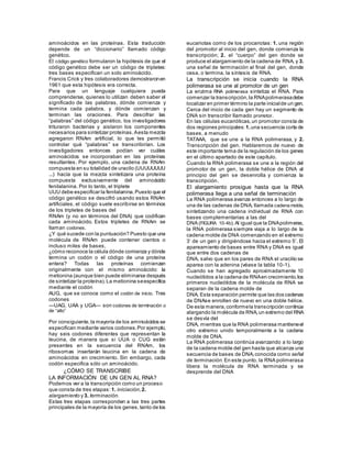 aminoácidos en las proteínas. Esta traducción
depende de un “diccionario” llamado código
genético.
El código genético formularon la hipótesis de que el
código genético debe ser un código de tripletes:
tres bases especifican un solo aminoácido.
Francis Crick y tres colaboradores demostraronen
1961 que esta hipótesis era correcta.
Para que un lenguaje cualquiera pueda
comprenderse, quienes lo utilizan deben saber el
significado de las palabras, dónde comienza y
termina cada palabra, y dónde comienzan y
terminan las oraciones. Para descifrar las
“palabras” del código genético, los investigadores
trituraron bacterias y aislaron los componentes
necesarios para sintetizar proteínas.Aesta mezcla
agregaron RNAm artificial, lo que les permitió
controlar qué “palabras” se transcribirían. Los
investigadores entonces podían ver cuáles
aminoácidos se incorporaban en las proteínas
resultantes. Por ejemplo, una cadena de RNAm
compuesta en su totalidad de uracilo (UUUUUUUU
...) hacía que la mezcla sintetizara una proteína
compuesta exclusivamente del aminoácido
fenilalanina. Por lo tanto, el triplete
UUU debe especificar la fenilalanina.Puesto que el
código genético se descifró usando estos RNAm
artificiales, el código suele escribirse en términos
de los tripletes de bases del
RNAm (y no en términos del DNA) que codifican
cada aminoácido. Estos tripletes de RNAm se
llaman codones.
¿Y qué sucede con la puntuación? Puesto que una
molécula de RNAm puede contener cientos o
incluso miles de bases,
¿cómo reconoce la célula dónde comienza y dónde
termina un codón o el código de una proteína
entera? Todas las proteínas comienzan
originalmente con el mismo aminoácido: la
metionina (aunque bien puede eliminarse después
de sintetizar la proteína).La metionina seespecifica
mediante el codón
AUG, que se conoce como el codón de inicio. Tres
codones
—UAG, UAA y UGA— son codones de terminación o
de “alto”
Por consiguiente,la mayoría de los aminoácidos se
especifican mediante varios codones.Por ejemplo,
hay seis codones diferentes que representan la
leucina, de manera que si UUA o CUG están
presentes en la secuencia del RNAm, los
ribosomas insertarán leucina en la cadena de
aminoácidos en crecimiento. Sin embargo, cada
codón especifica sólo un aminoácido.
10.2 ¿CÓMO SE TRANSCRIBE
LA INFORMACIÓN DE UN GEN AL RNA?
Podemos ver a la transcripción como un proceso
que consta de tres etapas: 1. iniciación,2.
alargamiento y 3. terminación.
Estas tres etapas corresponden a las tres partes
principales de la mayoría de los genes,tanto de los
eucariotas como de los procariotas: 1. una región
del promotor al inicio del gen, donde comienza la
transcripción; 2. el “cuerpo” del gen donde se
produce el alargamiento de la cadena de RNA, y 3.
una señal de terminación al final del gen, donde
cesa, o termina, la síntesis de RNA.
La transcripción se inicia cuando la RNA
polimerasa se une al promotor de un gen
La enzima RNA polimerasa sintetiza el RNA. Para
comenzar la transcripción,la RNApolimerasadebe
localizar en primer término la parte inicialde un gen.
Cerca del inicio de cada gen hay un segmento de
DNA sin transcribir llamado promotor.
En las células eucarióticas,un promotor consta de
dos regiones principales: 1.una secuencia corta de
bases, a menudo
TATAAA, que se une a la RNA polimerasa, y 2.
Transcripción del gen. Hablaremos de nuevo de
este importante tema de la regulación de los genes
en el último apartado de este capítulo.
Cuando la RNA polimerasa se une a la región del
promotor de un gen, la doble hélice de DNA al
principio del gen se desenrolla y comienza la
transcripción.
El alargamiento prosigue hasta que la RNA
polimerasa llega a una señal de terminación
La RNA polimerasa avanza entonces a lo largo de
una de las cadenas de DNA, llamada cadena molde,
sintetizando una cadena individual de RNA con
bases complementarias a las del
DNA (FIGURA 10-4b).Al igual que la DNApolimeras,
la RNA polimerasa siempre viaja a lo largo de la
cadena molde de DNA comenzando en el extremo
3’ de un gen y dirigiéndose hacia el extremo 5’. El
apareamiento de bases entre RNA y DNA es igual
que entre dos cadenas de
DNA, salvo que en los pares de RNA el uracilio se
aparea con la adenina (véase la tabla 10-1).
Cuando se han agregado aproximadamente 10
nucleótidos a la cadena de RNAen crecimiento,los
primeros nucleótidos de la molécula de RNA se
separan de la cadena molde de
DNA. Esta separación permite que las dos cadenas
de DNAse enrollen de nuevo en una doble hélice.
De esta manera,conformela transcripción continúa
alargando la molécula de RNA,un extremo del RNA
se desvía del
DNA, mientras que la RNA polimerasa mantieneel
otro extremo unido temporalmente a la cadena
molde de DNA.
La RNA polimerasa continúa avanzando a lo largo
de la cadena molde del gen hasta que alcanza una
secuencia de bases de DNA,conocida como señal
de terminación. En este punto, la RNA polimerasa
libera la molécula de RNA terminada y se
desprende del DNA
 