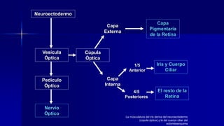 Neuroectodermo
Vesícula
Óptica
Pedículo
Óptico
Nervio
Óptico
Cúpula
Óptica
Capa
Externa
Capa
Interna
Capa
Pigmentaria
de la Retina
4/5
Posteriores
1/5
Anterior
Iris y Cuerpo
Ciliar
El resto de la
Retina
La músculatura del iris deriva del neuroectodermo
(cúpula óptica) y la del cuerpo ciliar del
ectomésenquima
 