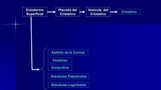 Ectodermo
Superficial
Placoda del
Cristalino
Epitelio de la Cornea
Pestañas
Vesícula del
Cristalino
Cristalino
Glándulas Palpebrales
Glándulas Lagrimales
Conjuntiva
 