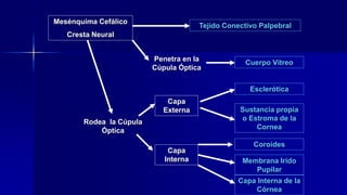 Mesénquima Cefálico
Cresta Neural
Capa
Externa
Cuerpo VítreoPenetra en la
Cúpula Óptica
Tejido Conectivo Palpebral
Rodea la Cúpula
Óptica
Capa
Interna
Esclerótica
Sustancia propia
o Estroma de la
Cornea
Coroides
Membrana Irido
Pupilar
Capa Interna de la
Córnea
 