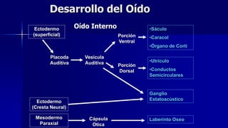 Desarrollo del Oído
Oído InternoEctodermo
(superficial)
•Sáculo
•Caracol
•Órgano de Corti
Placoda
Auditiva
Ganglio
Estatoacústico
Vesícula
Auditiva
Porción
Ventral
Porción
Dorsal
•Utrículo
•Conductos
Semicirculares
Ectodermo
(Cresta Neural)
Mesodermo
Paraxial
Cápsula
Otica
Laberinto Oseo
 