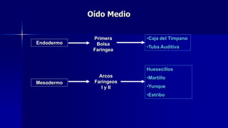 Oído Medio
Endodermo
•Caja del Timpano
•Tuba Auditiva
Primera
Bolsa
Faringea
Mesodermo
Arcos
Faringeos
I y II
Huesecillos
•Martillo
•Yunque
•Estribo
 