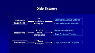 Oído Externo
Ectodermo
(superficial)
1ra
Hendidura
Branquial
•Conducto Auditivo Externo
•Capa externa del Tímpano
Mesodermo
1ro y 2do
Arcos
branquiales
•Pabellón de la Oreja
•Capa Media del Tímpano
Endodermo
1ra Bolsa
Faríngea
•Capa Interna del Tímpano
 