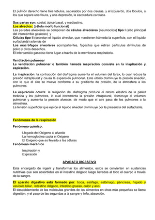El pulmón derecho tiene tres lóbulos, separados por dos cisuras, y el izquierdo, dos lóbulos, a
los que separa una fisura, y una depresión, la escotadura cardiaca.
Sus partes son: costal, ápice basal, y mediastino.
Los alveolos: (célula morfo funcional)
Las paredes alveolares se componen de células alveolares (neumocitos) tipo I (sitio principal
del intercambio gaseoso) y
Células tipo II (secretan el líquido alveolar, que mantienen húmeda la superficie, con el líquido
surfactante) además de
Los macrófagos alveolares acompañantes, fagocitos que retiran partículas diminutas de
polvo y otros desechos.
El intercambio gaseoso tiene lugar a través de la membrana respiratoria.
Ventilación pulmonar
La ventilación pulmonar o también llamada respiración consiste en la inspiración y
espiración.
La inspiración: la contracción del diafragma aumenta el volumen del tórax, lo cual reduce la
presión intrapleural y causa la expansión pulmonar. Este último disminuye la presión alveolar,
con lo que el aire se mueve conforme a su gradiente de presión, de la atmosfera a los
pulmones.
La espiración ocurre: la relajación del diafragma produce el rebote elástico de la pared
torácica y los pulmones, lo cual incrementa la presión intrapleural, disminuye el volumen
pulmonar y aumenta la presión alveolar, de modo que el aire pasa de los pulmones a la
atmosfera.
La tensión superficial que ejerce el líquido alveolar disminuye por la presencia del surfactante.
Fenómenos de la respiración
Fenómeno químico:
Llegada del Oxigeno al alveolo
La hemoglobina capta el Oxigeno
El Oxigeno que es llevado a las células
Fenómeno mecánico
Inspiración y
Expiración
APARATO DIGESTIVO
Esta encargado de ingerir y transformar los alimentos, estos se convierten en sustancias
nutritivas que son absorbidas en el intestino delgado luego llevados al todo el cuerpo a través
de la sangre.
El aparato digestivo está formado por: boca, esófago, estómago, páncreas, hígado y
vesícula biliar, intestino delgado, intestino grueso, colon y ano.
El desdoblamiento de las moléculas grandes de los alimentos en otras más pequeñas se llama
digestión, y el paso de las segundas a la sangre y linfa, absorción.
 