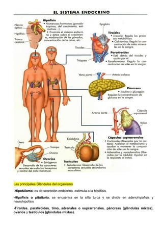 Las principales Glándulas del organismo
-Hipotálamo; es de secreción endocrina, estimula a la hipófisis.
-Hipófisis o pituitaria; se encuentra en la silla turca y se divide en adenohipofisis y
neurohipofisis
-Tiroides, paratiroides, timo, adrenales o suprarrenales, páncreas (glándulas mixtas),
ovarios y testículos (glándulas mixtas).
 