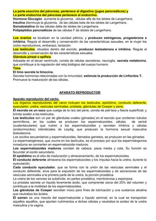 La parte exocrina del páncreas, pertenece al digestivo (jugos pancreáticos) y
La parte endocrina del páncreas pertenece al endocrino.
Hormona Glucagón aumenta la glucemia, células alfa de los islotes de Langerhans.
Insulina disminuye la glucemia, de las células beta de los islotes de Langerhans.
Somatostatina de las células delta de islotes de Langerhans.
Polipéptidos pancreáticos de las células F de islotes de Langerhans.
Los ovarios se localizan en la cavidad pélvica, y producen estrógenos, progesterona e
inhibina. Regula el desarrollo y conservación de las características sexuales, en la mujer los
ciclos reproductivos, embarazo, lactación.
Los testículos, situados dentro del escroto, producen testosterona e inhibina. Regula el
desarrollo y conservación de las características sexuales.
Glándula pineal o epífisis
Adosada en el tercer ventrículo, consta de células secretoras, neuroglia, secreta melatonina,
que contribuye a la regulación del reloj biológico del cuerpo humano.
Timo
El timo secreta la timocina.
Secreta hormonas relacionadas con la inmunidad, estimula la producción de Linfocitos T.
Promueve la maduración de las células.
APARATO REPRODUCTOR
Aparato reproductor del varón.
Los órganos reproductores del varon incluyen los testiculos, epidídimo, conducto deferente,
eyaculador, uretra, vesículas seminales, próstata, glándulas de Cowper y pene.
El escroto es un saco que cuelga de la raíz del pene, consta de piel laxa y fascia superficial, y
brinda sostén a los testículos.
Los testículos son un par de glándulas ovales (gónadas) en el escroto que contienen tubulos
seminíferos, en los cuales se producen los espermatozoides; células de sertoli
(sustentaculares) que nutren a los espermatozoides y secretan inhibina y células
(endocrinocitos) intersticiales de Leydig, que producen la hormona sexual masculina
testosterona.
Los oocitos secuandarios y espermatozoides, llamados gametos, se producen en las gónadas.
La espermatogénesis, que ocurre en los testículos, es el proceso por que los espermatogonios
inmaduros se convierten en espermatozoide maduros.
Los espermatozoides maduros constan de cabeza, pieza media y cola, Su función es
fecundar al oocito secundario.
El epidídimo es el sitio de maduración y almacenamiento, de los espermatoziodes.
El conducto deferente almacena los espermatozoides y los impulsa hacia la uretra, durante la
eyaculación.
Cada conducto eyaculador, que se forma con la unión de las vesículas seminales y el
conducto deferente, sirve para la expulsión de los espermatozoides y de secreciones de las
vesículas seminales a la primera parte de la uretra, la porción prostática.
La uretra de los varones se subdivide: en partes prostática, membranosa y esponjosa.
La próstata secreta un líquido levemente ácido, que comprende cerca del 25% del volumen y
contribuye a la motilidad de los espermatozoides.
Las glándulas de Cowper secretan moco para fines de lubricación y una sustancia alcalina
que neutraliza los ácidos.
El semen es una mezcla del espermatozoide y líquido seminal, en la cual se transportan
aquellos aquéllos, que aportan nutrimentos a dichas células y neutraliza la acidez de la uretra
masculina y la vagina.
 