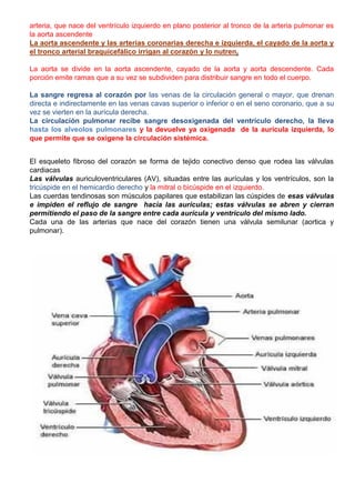 arteria, que nace del ventrículo izquierdo en plano posterior al tronco de la arteria pulmonar es
la aorta ascendente
La aorta ascendente y las arterias coronarias derecha e izquierda, el cayado de la aorta y
el tronco arterial braquicefálico irrigan al corazón y lo nutren.
La aorta se divide en la aorta ascendente, cayado de la aorta y aorta descendente. Cada
porción emite ramas que a su vez se subdividen para distribuir sangre en todo el cuerpo.
La sangre regresa al corazón por las venas de la circulación general o mayor, que drenan
directa e indirectamente en las venas cavas superior o inferior o en el seno coronario, que a su
vez se vierten en la aurícula derecha.
La circulación pulmonar recibe sangre desoxigenada del ventrículo derecho, la lleva
hasta los alveolos pulmonares y la devuelve ya oxigenada de la aurícula izquierda, lo
que permite que se oxigene la circulación sistémica.
El esqueleto fibroso del corazón se forma de tejido conectivo denso que rodea las válvulas
cardiacas
Las válvulas auriculoventriculares (AV), situadas entre las aurículas y los ventrículos, son la
tricúspide en el hemicardio derecho y la mitral o bicúspide en el izquierdo.
Las cuerdas tendinosas son músculos papilares que estabilizan las cúspides de esas válvulas
e impiden el reflujo de sangre hacia las aurículas; estas válvulas se abren y cierran
permitiendo el paso de la sangre entre cada aurícula y ventrículo del mismo lado.
Cada una de las arterias que nace del corazón tienen una válvula semilunar (aortica y
pulmonar).
 