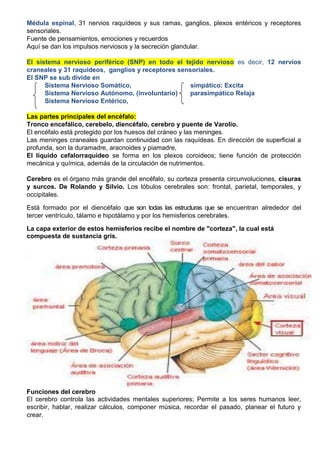 Médula espinal, 31 nervios raquídeos y sus ramas, ganglios, plexos entéricos y receptores
sensoriales.
Fuente de pensamientos, emociones y recuerdos
Aquí se dan los impulsos nerviosos y la secreción glandular.
El sistema nervioso periférico (SNP) en todo el tejido nervioso es decir, 12 nervios
craneales y 31 raquídeos, ganglios y receptores sensoriales.
El SNP se sub divide en
Sistema Nervioso Somático, simpático: Excita
Sistema Nervioso Autónomo, (involuntario) parasimpático Relaja
Sistema Nervioso Entérico,
Las partes principales del encéfalo:
Tronco encefálico, cerebelo, diencéfalo, cerebro y puente de Varolio.
El encéfalo está protegido por los huesos del cráneo y las meninges.
Las meninges craneales guardan continuidad con las raquídeas. En dirección de superficial a
profunda, son la duramadre, aracnoides y piamadre,
El líquido cefalorraquídeo se forma en los plexos coroideos; tiene función de protección
mecánica y química, además de la circulación de nutrimentos.
Cerebro es el órgano más grande del encéfalo, su corteza presenta circunvoluciones, cisuras
y surcos. De Rolando y Silvio. Los lóbulos cerebrales son: frontal, parietal, temporales, y
occipitales.
Está formado por el diencéfalo que son todas las estructuras que se encuentran alrededor del
tercer ventrículo, tálamo e hipotálamo y por los hemisferios cerebrales.
La capa exterior de estos hemisferios recibe el nombre de "corteza", la cual está
compuesta de sustancia gris.
Funciones del cerebro
El cerebro controla las actividades mentales superiores; Permite a los seres humanos leer,
escribir, hablar, realizar cálculos, componer música, recordar el pasado, planear el futuro y
crear.
 