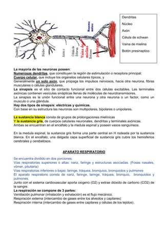 La mayoría de las neuronas poseen:
Numerosas dendritas, que constituyen la región de estimulación o receptora principal;
Cuerpo celular, que incluye los organelos celulares típicos, y
Generalmente un solo axón, que propaga los impulsos nerviosos, hacia otra neurona, fibras
musculares o células glandulares.
La sinapsis es el sitio de contacto funcional entre dos células excitables. Las terminales
axónicas contienen vesículas sinápticas llenas de moléculas de neurotransmisores.
La sinapsis es la unión funcional entre una neurona y otra neurona o un factor, como un
musculo o una glándula.
Hay dos tipos de sinapsis: eléctricas y químicas.
Con base en su estructura las neuronas son multipolares, bipolares o unipolares.
La sustancia blanca consta de grupos de prolongaciones mielínicas
Y la sustancia gris, de cuerpos celulares neuronales, dendritas y terminales axónicas.
Ambas se encuentran en el encéfalo y la medula espinal y poseen vasos sanguíneos.
En la medula espinal, la sustancia gris forma una parte central en H rodeada por la sustancia
blanca. En el encéfalo, una delgada capa superficial de sustancia gris cubre los hemisferios
cerebrales y cerebelosos.
APARATO RESPIRATORIO
Se encuentra dividido en dos porciones:
Vías respiratorias superiores o altas: nariz, faringe y estructuras asociadas. (Fosas nasales,
vómer, pituitaria)
Vías respiratorias inferiores o bajas: laringe, tráquea, bronquios, bronquiolos y pulmones
El aparato respiratorio consta de nariz, faringe, laringe, tráquea, bronquio, bronquiolos y
pulmones.
Junto con el sistema cardiovascular aporta oxigeno (O2) y extrae dióxido de carbono (CO2) de
la sangre.
La respiración se compone de 3 partes:
Ventilación pulmonar (inhalación y exhalación) es el flujo mecánico.
Respiración externa (intercambio de gases entre los alveolos y capilares)
Respiración interna (intercambio de gases entre capilares y células de los tejidos).
Dendritas
Núcleo
Axón
Célula de schwan
Vaina de mielina
Botón presinaptico
 
