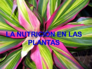 LA NUTRICIÓN EN LAS
PLANTAS

 