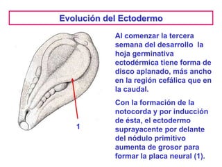 Dat Ectodermo Resumen desarrollo embrionario cuarta a octava semanas | PPTX