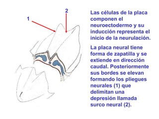 Neuroectodermo Resumen desarrollo embrionario cuarta a octava semanas | PPTX