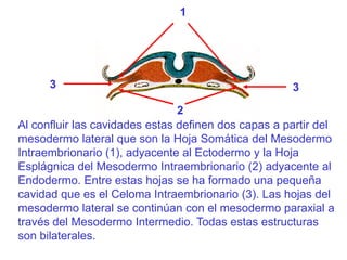 Resumen desarrollo embrionario cuarta a octava semanas | PPTX