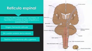 Reticulo espinal
Inhibe/facilita movimientos voluntarios, el
hipotálamo controla los flujos simpáticos y
parasimpaticos
Origen: formación reticular
2N: cordón anterior de la médula
Destino: motoneuronas alfa y gamma
 