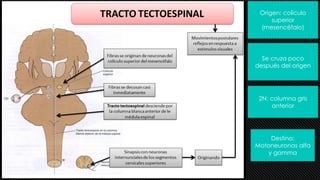 Origen: colículo
superior
(mesencéfalo)
Se cruza poco
después del origen
2N: columna gris
anterior
Destino:
Motoneuronas alfa
y gamma
 