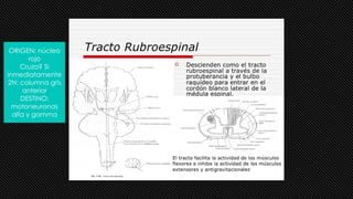 ORIGEN: núcleo
rojo
Cruza? Si
inmediatamente
2N: columna gris
anterior
DESTINO:
motoneuronas
alfa y gamma
 