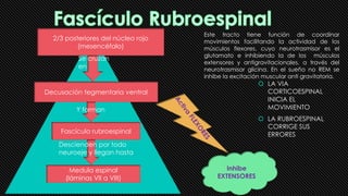 2/3 posteriores del núcleo rojo
(mesencéfalo)
Se cruzan
en
Decusación tegmentaria ventral
Y forman
Fascículo rubroespinal
Medula espinal
(láminas VII a VIII)
Descienden por todo
neuroeje y llegan hasta
Inhibe
EXTENSORES
 LA VIA
CORTICOESPINAL
INICIA EL
MOVIMIENTO
 LA RUBROESPINAL
CORRIGE SUS
ERRORES
Este tracto tiene función de coordinar
movimientos facilitando la actividad de los
músculos flexores, cuyo neurotrasmisor es el
glutamato e inhibiendo la de los músculos
extensores y antigravitacionales, a través del
neurotrasmisor glicina. En el sueño no REM se
inhibe la excitación muscular anti gravitatoria.
 
