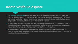Tracto vestíbulo espinal
 Los núcleos vestibulares están ubicados en la protuberancia y el bulbo raquídeo por
debajo del piso del cuarto ventrículo. Reciben fibras aferentes del oído interno a través
del nervio vestibular y desde el cerebelo. Las neuronas del núcleo vestibular lateral dan
origen a los axones que forman el tracto vestibuloespinal.
 El tracto desciende no cruzado a través del bulbo raquídeo y de toda la longitud de la
médula espinal en el cordón blanco anterior. Las fibras terminan haciendo sinapsis con
neuronas internunciales del asta gris anterior de la médula espinal.
 El oído interno y el cerebelo, por medio de este tracto, facilitan la actividad de los
músculos extensores e inhiben la actividad de los músculos flexores en asociación con el
mantenimiento del equilibrio.
 