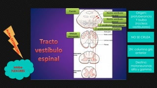 Inhibe
FLEXORES
Origen:
protuberancia
Y bulbo
(núcleos
vestibulares)
NO SE CRUZA
2N: columna gris
anterior
Destino:
motoneuronas
alfa y gamma
 
