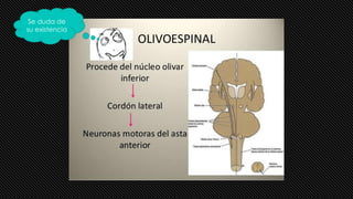 Se duda de
su existencia
 