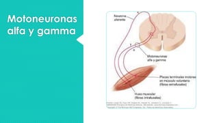 Motoneuronas
alfa y gamma
 