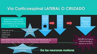 Vía Corticoespinal LATERAL O CRUZADO
Nace en el área 4 de
Brodman o giro frontal
ascendente(y en las áreas
6 y 3-1-2)
Situada en la
capa 5 o
piramidal
interna
 