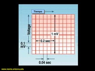 Tiempo
                         Tiempo 




www.reeme.arizona.edu
 