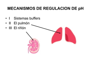 MECANISMOS DE REGULACION DE pH <ul><li>I  Sistemas buffers </li></ul><ul><li>II  El pulmón </li></ul><ul><li>III  El riñón...
