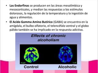 Las Endorfinas se producen en las áreas mesolímbica y mesocorticales, y median las respuestas a los estímulos dolorosos, la regulación de la temperatura y la ingestión de agua y alimentos. El Acido Gamma Amino Butírico (GABA) se encuentra en la amígdala, el bulbo olfatorio, el telencéfalo ventral y el globo pálido también se ha implicado en la respuesta adictiva.