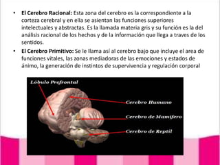 El Cerebro Racional: Esta zona del cerebro es la correspondiente a la corteza cerebral y en ella se asientan las funciones superiores intelectuales y abstractas. Es la llamada materia gris y su función es la del análisis racional de los hechos y de la información que llega a traves de los sentidos.El Cerebro Primitivo: Se le llama así al cerebro bajo que incluye el area de funciones vitales, las zonas mediadoras de las emociones y estados de ánimo, la generación de instintos de supervivencia y regulación corporal