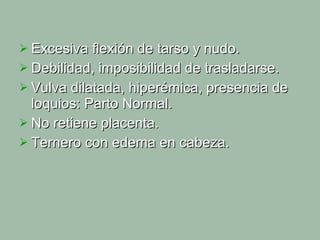Excesiva flexión de tarso y nudo. Debilidad, imposibilidad de trasladarse. Vulva dilatada, hiperémica, presencia de loquios: Parto Normal. No retiene placenta.  Ternero con edema en cabeza. 