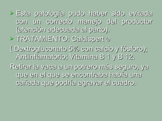 Esta patología pudo haber sido evitada con un correcto manejo del productor (atención adecuada al parto). TRATAMIENTO: Caldispert  ® ( Dextrogluconato 5% con calcio y fósforo); Antiinflamatorio; Vitamina B 1 y B 12. Retirar la vaca a un potrero más seguro, ya que en el que se encontraba había una cañada que podría agravar el cuadro.  