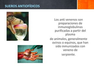 SUEROS ANTIOFÍDICOS
Los anti venenos son
preparaciones de
inmunoglobulinas
purificadas a partir del
plasma
de animales, generalmente
ovinos o equinos, que han
sido inmunizados con
veneno de
serpiente.
 
