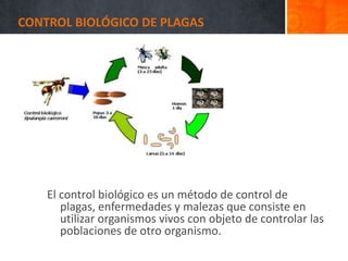 CONTROL BIOLÓGICO DE PLAGAS
El control biológico es un método de control de
plagas, enfermedades y malezas que consiste en
utilizar organismos vivos con objeto de controlar las
poblaciones de otro organismo.
 